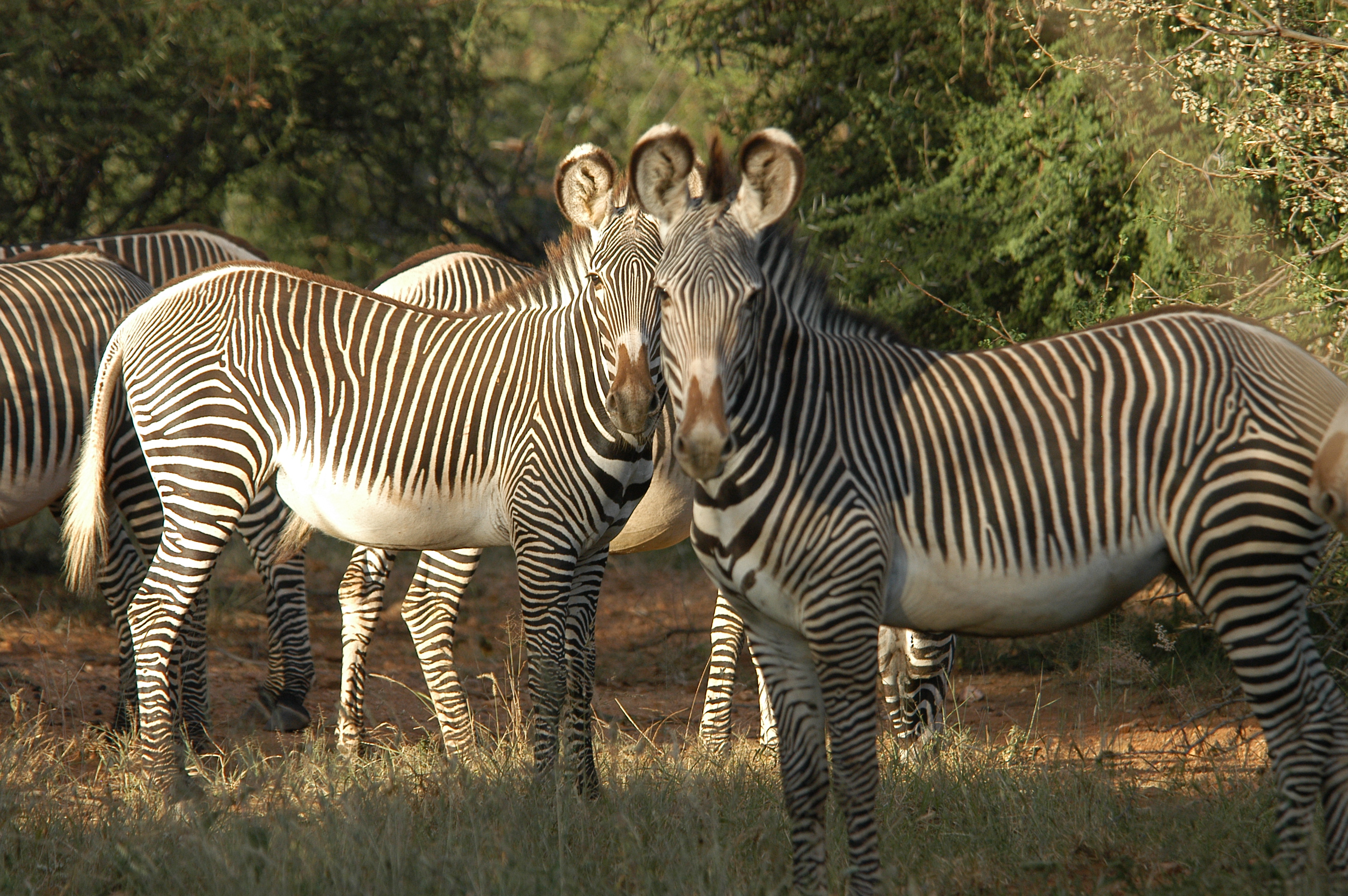 Grevy's zebras in the morning light. Photo by Margaret Kinnaird