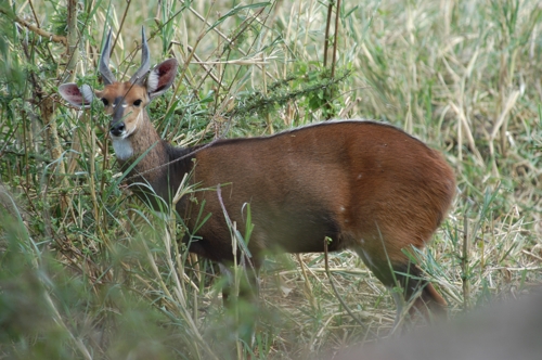 Male bushbuck