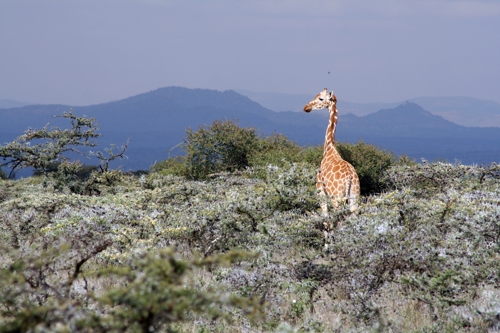 A lone giraffe against the Laikipia landscape. Photo by Margaret Kinnaird.