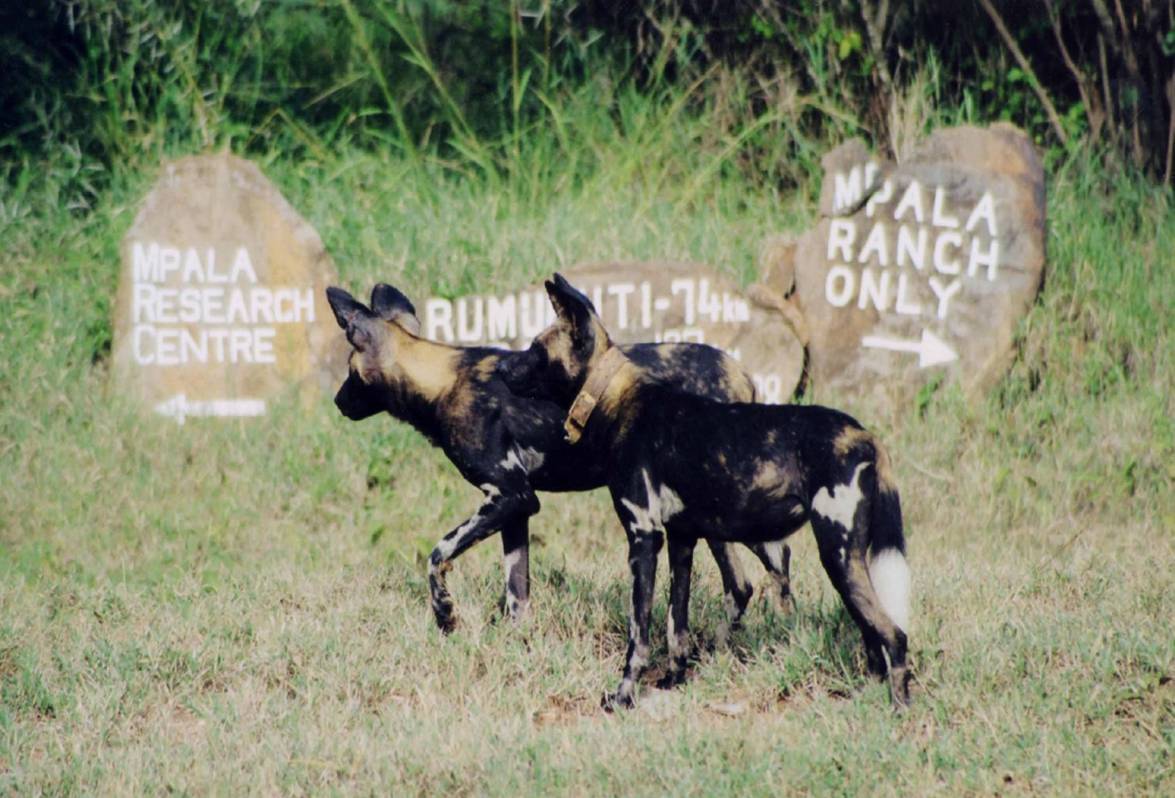 Wild Dogs on Mpala